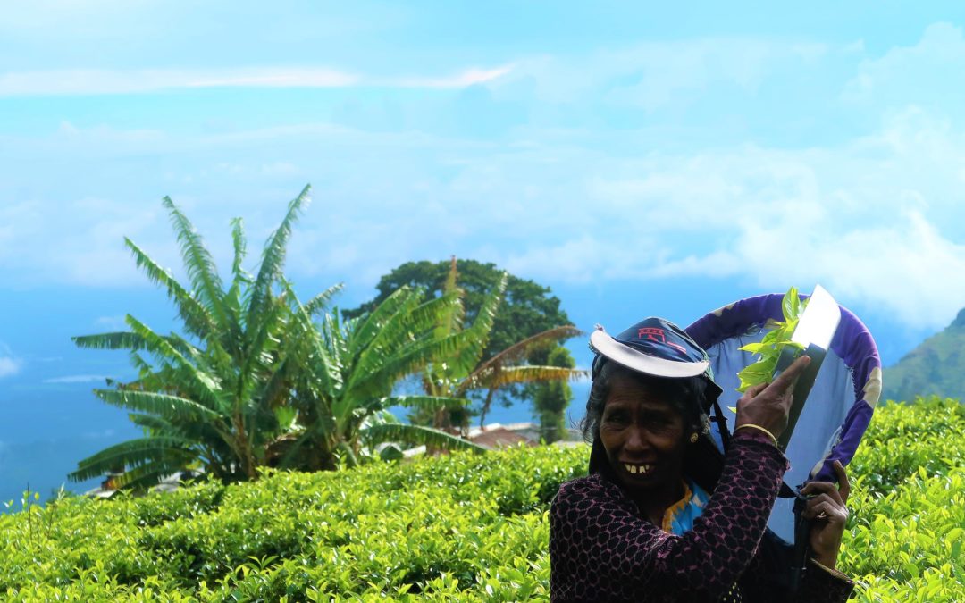 Haputale, Ella, Nuwara Eliya et Kandy : les montagnes de thé
